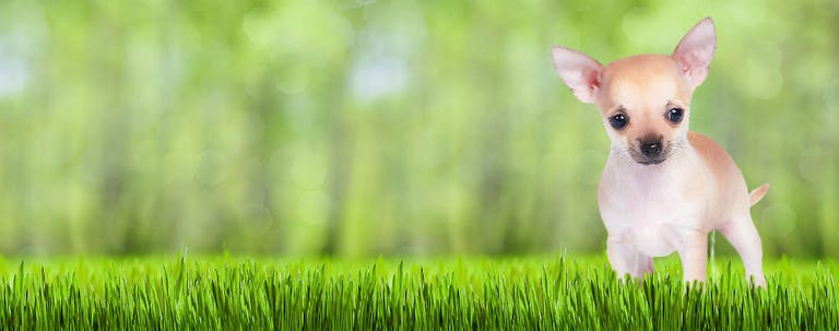 How to Train a Chihuahua Puppy to Pee Outside How to Train a Chihuahua Puppy to Pee Outside